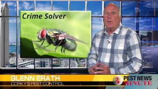 Crime Solving Insects