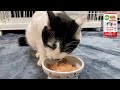 【保護猫】猫ASMR：今日のモグモグ 244days ／ MiawMiawジューシー あじわいまぐろ