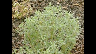 Summer Savory Herb