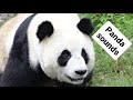 Cute pandas bleating sheeplike sound and making other noises