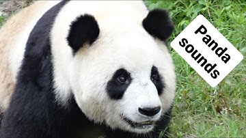 Cute pandas bleating (sheep-like sound) and making other noises
