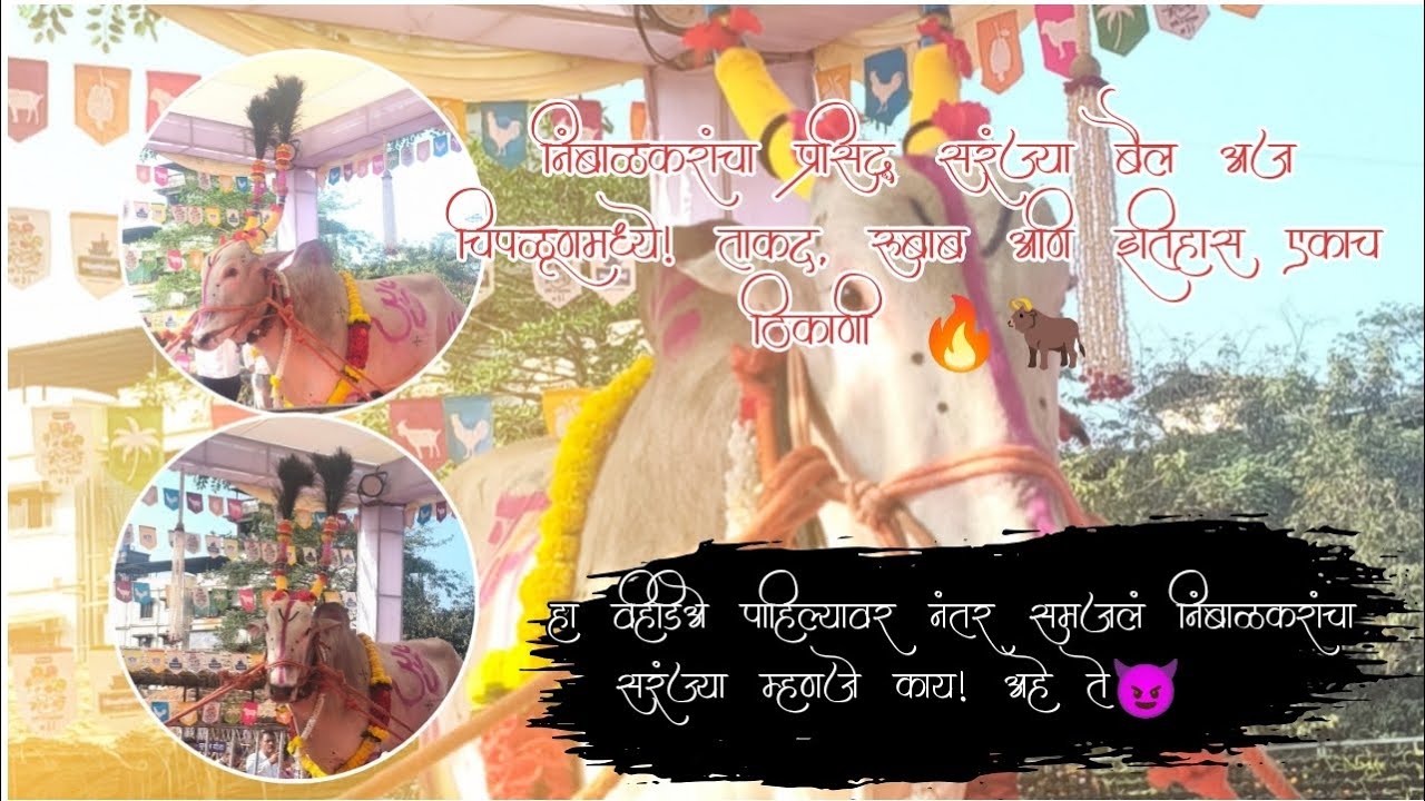 निंबाळकरांचा प्रसिद्ध सर्जा बैल आला चिपळूण मध्ये रुबाबदार आणि देखन देह घेऊन ||हा व्हिडिओ पाहाच Day१०