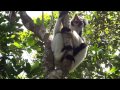 Indri indri singing lemur of Madagascar