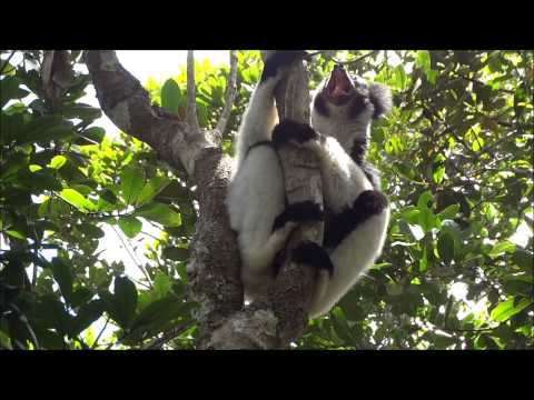 Indri indri singing lemur of Madagascar