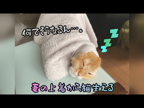 妻が仕事に行こうとしたら上着から猫生えてた話。（縦動画）