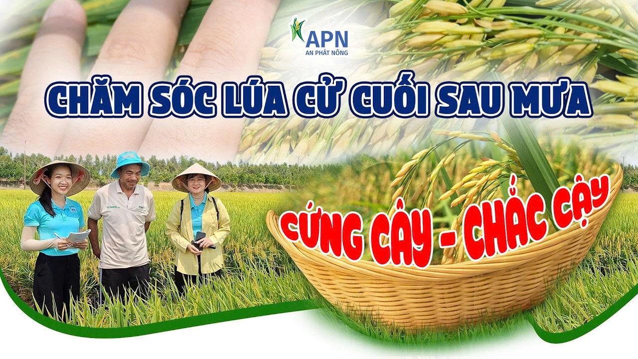 APN - CHĂM SÓC LÚA CỬ CUỐI SAU MƯA - CỨNG CÂY - CHẮC CẬY | ĐÔNG XUÂN 2026