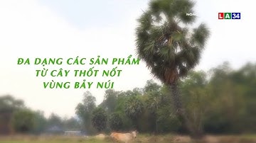 Đa dạng các sản phẩm từ cây thốt nốt vùng Bảy Núi | LONG AN TV