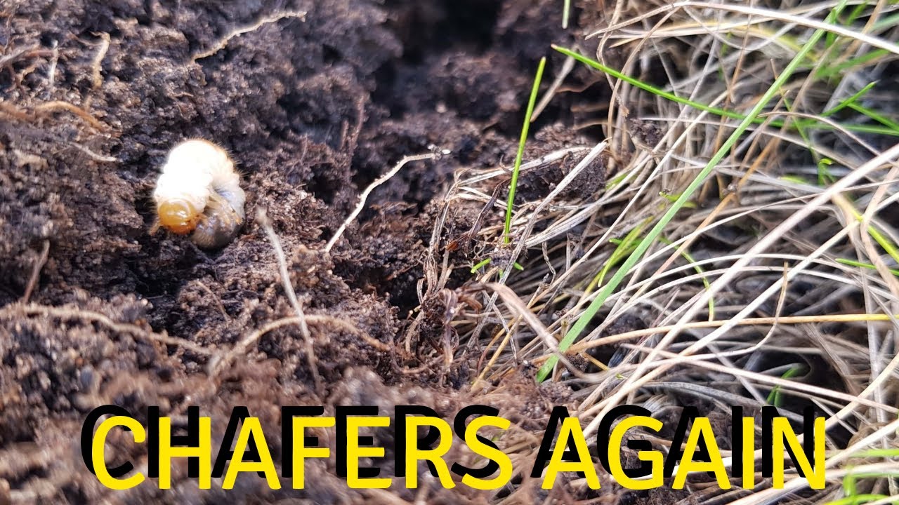 Chafer Grub Infestation Getting Worse! - YouTube