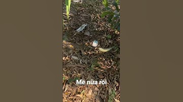 Câu Cá Rô Không Cần Phao #câucárôđồng #fishing #caucaro