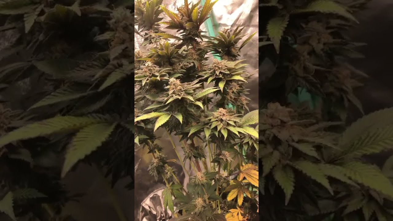 Northern Lights 10 From Crop King Seeds Growyourown Growth Growlight Cannabisgrowers Canada