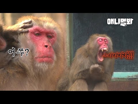 ＂이보게 내가 왕이 될 숭인가＂ 새빨간 야심을 드러낸 2인자 원숭이 실버ㅋㅋㅣMonkey Who Aspired To <strong>Be</strong> A <strong>King</strong>