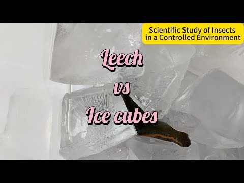 Leech vs Ice Cubes