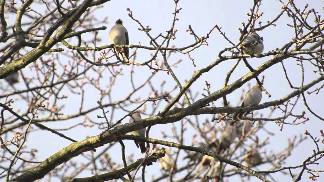 nottinghamshire wildlife trust Waxwings at Radcliffe on Trent