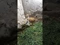 Gološijani Banatski #eggs #animals #incubator #kokice #koke