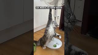 Top 5 Cat Fails of the Day Cat Reacts to Comb Sound 😂