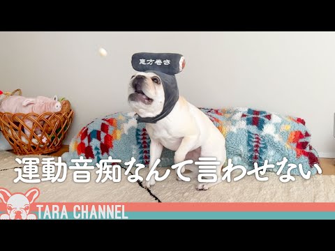 【面白犬】エサをうまくキャッチできない運動神経が鈍い犬女子【フレンチブルドッグ】