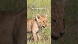 Baby lion’s Roar #animals