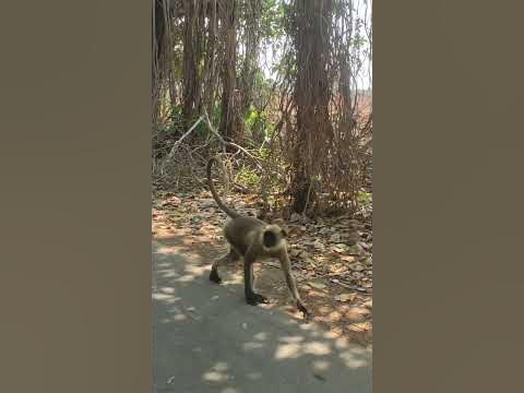 langur | mischief monkeys | Danger | breed monkeys | - YouTube
