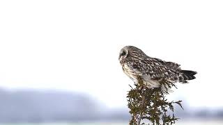 Short eared owl brief video clip.Mel Diotte Photography.Owl brief video clip. Mel Diotte
