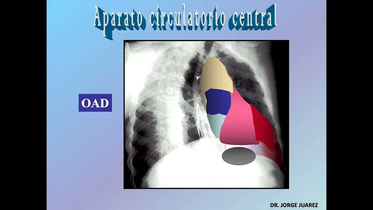 Cardiovascular Normal