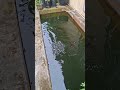 kedalaman air kolam ikan gurame #budidayaikan