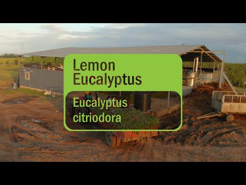 Discover doTERRA Lemon Eucalyptus Essential Oil (Translated Subtitles)