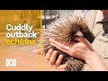 Meet ina the handraised cuddly echidna in outback town of alice springs  abc australia