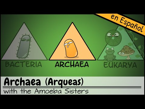 Video: ¿Qué es el modo de nutrición de las arqueobacterias?