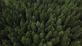Aerial View Of Pine Forest Stock Video