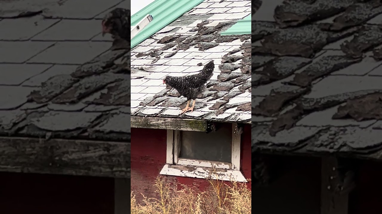 chicken on roof 