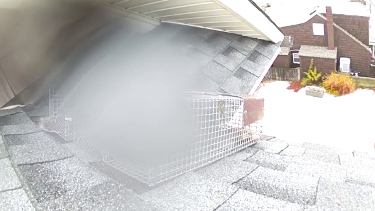 Squirrel Removal in Seaside Heights,  NJ