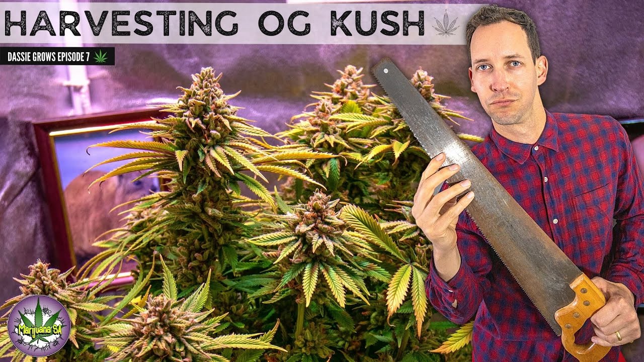 Собираю свой OG Kush!