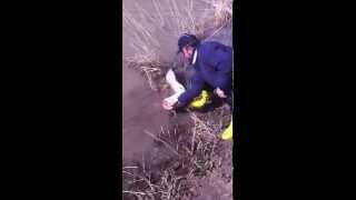 Yayın Balığı Aras Nehri (Orcus)