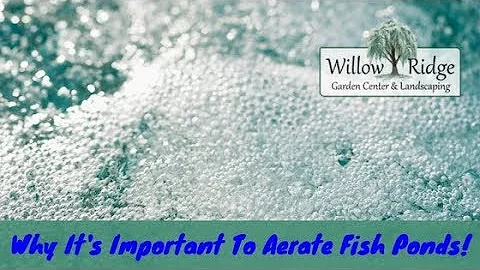 Why It's Important To Aerate Fish Ponds