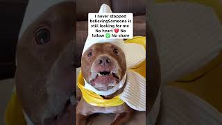 I never stopped believing someone is still looking for me😥 #hope #bullybreed #lastchancepawsrescue