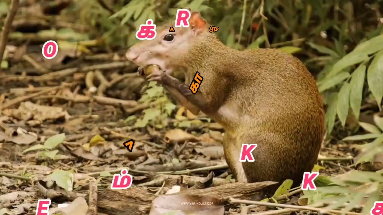 யாக்கோபப் போல நான் / YAKKOBA POLA NAAN / KARAOKE WITH LYRIC / பாடல் வரிகளுடன் வெற்றிசைப் பாடல்