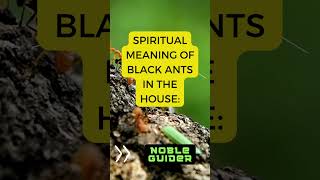 Makna Spiritual Semut Hitam di Dalam Rumah: #shorts #spiritualmeaning