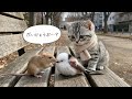 まるとチュウタ、ケガした子を助ける