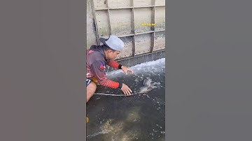 Cá Lớn - phát hiện sâu cá Rô Phi mắc kẹt 😱 #khacthuyvlogg