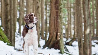 Training Your Brittany Dog for Bird Pointing and Retrieving