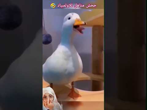جحش يلعب جمباز  كوميد ضحك 