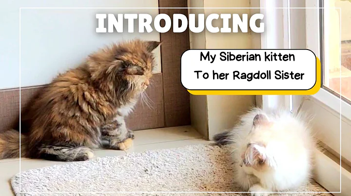 Watch the video about Introducing my Siberian Kitten to her new Ragdoll Sister!