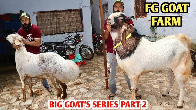 Meksikada dam olish yashirin kamera jinsiy aloqa