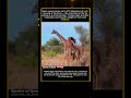 Two Necks One Throne #wildlife #animals #viral #facts #omg #nature #animalshorts #shorts #wow