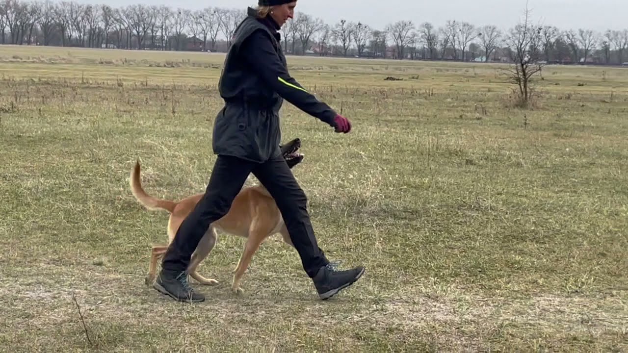 Working malinois Esh iz Gratsiano - IGP2 exam