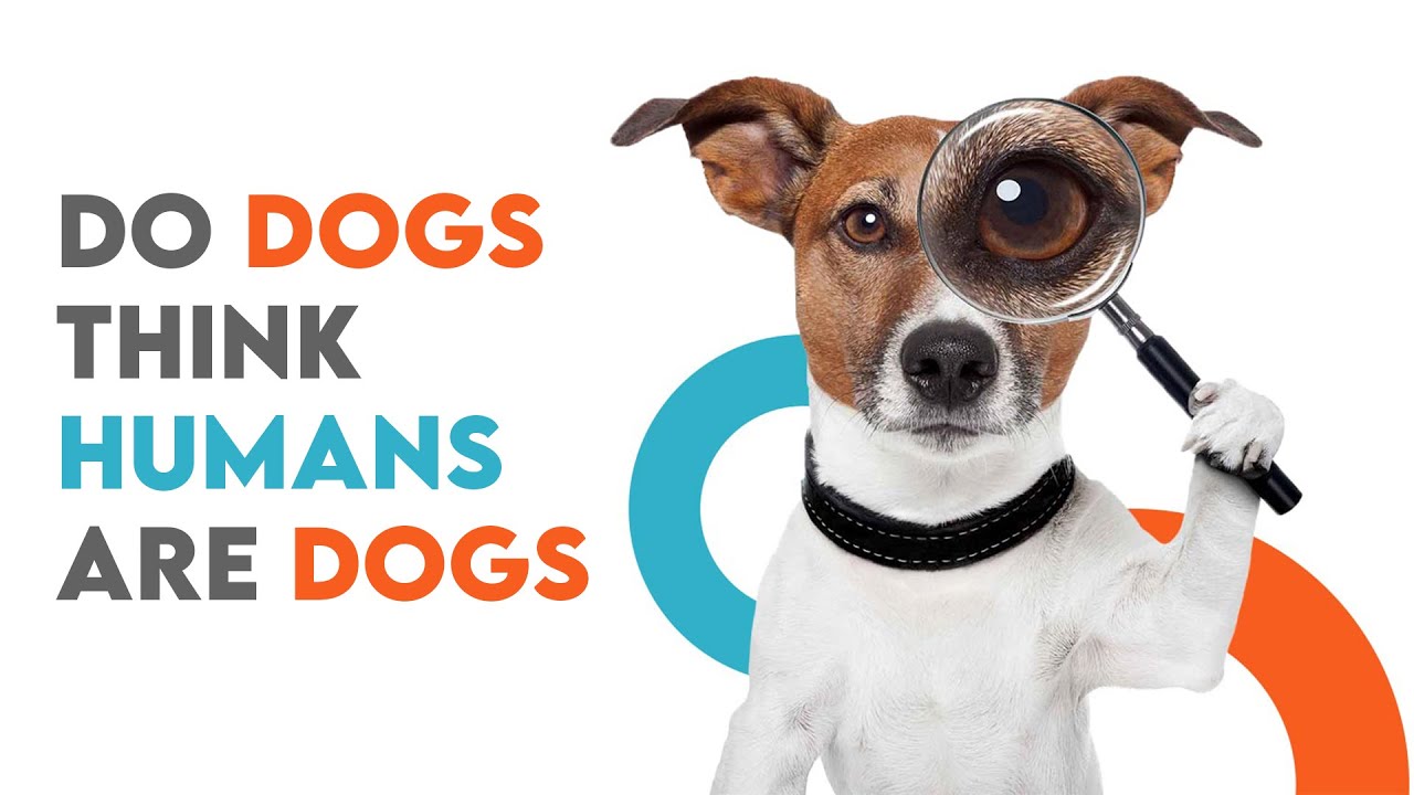 Do Dogs Think Humans Are Dogs YouTube do-dogs-think-humans-are-dogs-youtube