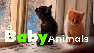 Pet Babies | Baby Animals | Season 2 Episode 1