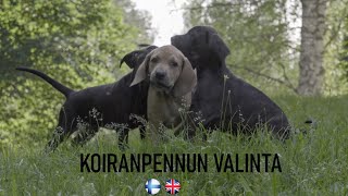 Koiranpennun  valinta