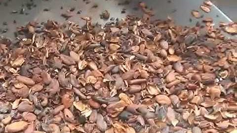 How To Use Cocoa Bean Peeling Machine|Cocoa Bean Peeling Machine From Cara@machinehall.com