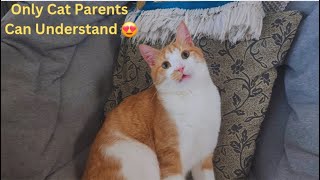 Only Cat Parents Can Understand Their Joy | Funny Cat Videos will Make you Laugh🤣Watch till the End😂 by Namira Taneem 🇨🇦 301 views 1 month ago 21 minutes